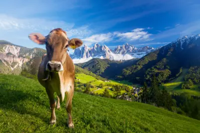 Vaca nos alpes