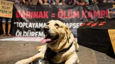 Önde dili dışarda bir köpek, arkada "barınak = ölüm kampı" yazan bir pankart ve kalaalık