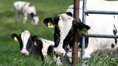 گاوها در مزرعه‌ای در یک مزرعه لبنی در پتالوما، کالیفرنیا در حال چرا هستند