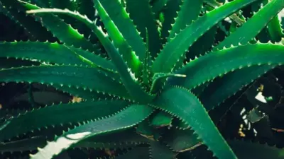Aloe vera don dey used for centuries for im benefits, especially im medicinal properties.