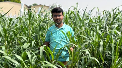 ગુજરાત ખેડૂત ખેતી પાણી ચોમાસું હવામાન બાજરા, બાજરા-1 બીબીસી ગુજરાતી ઇગફ્રી ઘાસચારો પશુ દૂધ ઉત્પાદન ડેરી ઉદ્યોગ પશુપાલકો બુન્દેલ ઈગફ્રીના વૈજ્ઞાનિક ડૉ. શશિકુમારા પી. બુન્દેલ બાજરા-1ના એક પ્લોટમાં નજરે પડે છે.ICAR-IGFRI