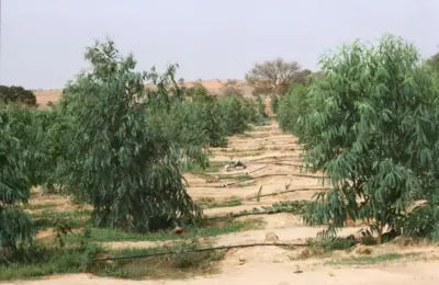 La Grande Muraille Verte a été conçue pour freiner la progression du désert du Sahara.