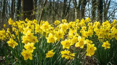 Yellow daffodils in a woodland landscape