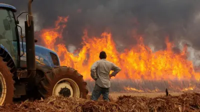 Ao ladoreal online casino canadatrator, homem observa fogo consumindo plantaçãoreal online casino canadacanareal online casino canadaaçúcar