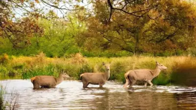 A group of deer make their way across a small stream in London 