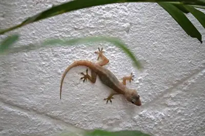 ਘਰ ਦੀ ਦੀਵਾਰ 'ਤੇ ਕਿਰਲੀ ਦੀ ਤਸਵੀਰ