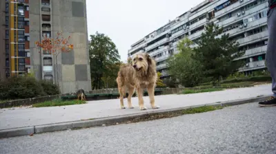 Sırbistan'daki bir sokak köpeği 