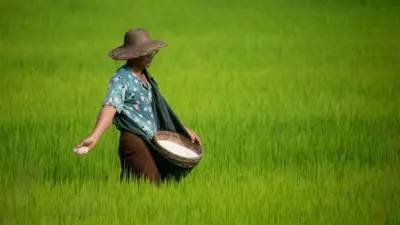စိမ်းလန်းတဲ့ လယ်ကွင်းပြင်မှာ လယ်သမားတဦးပျိုးကြဲနေတာ ဖြစ်ပါတယ်။