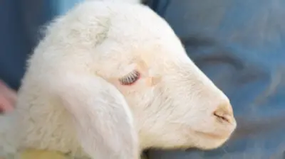 Close up of a lamb