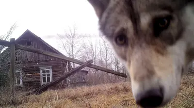 Primer plano de un lobo mirando a la cámara, con una casa de madera que parece abandonada al fondo.