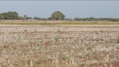காவிரி டெல்டா விவசாயம், மேட்டூர் அணை 