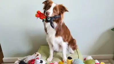 Gaia, uma Border Collie branca com manchas marrons, está sentada com um brinquedo na boca. Ao redor dela, há vários brinquedos espalhados