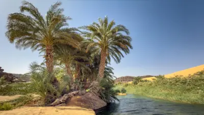 मरुस्थल में ताड़ के पेड़