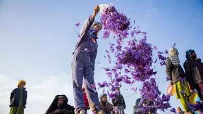 زعفران هرات 