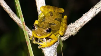 Sapo verde em galho