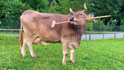 जीउ चिलाउन मुखले लट्ठी च्याप्दै एउटा गाई