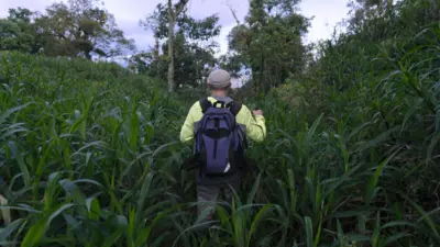 Un hombre visto de espaldas, que lleva una camiseta amarilla de manga larga, una mochila azul y una gorra, está rodeado de pasturas tropicales altas y densas.