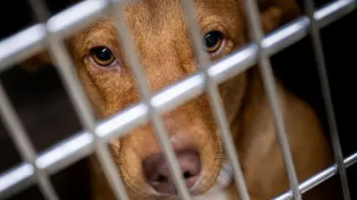 Cão atrás de gaiola em abrigo