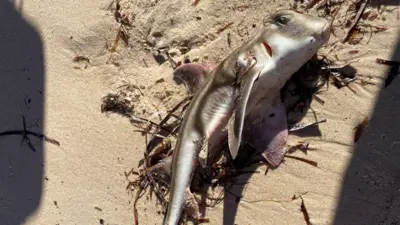 南オーストラリア州ポート・ヴィンセントの海岸で見つかったポートジャクソンネコザメの死骸