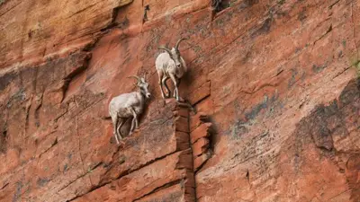 Duas cabras-montesas no paredão de uma montanha