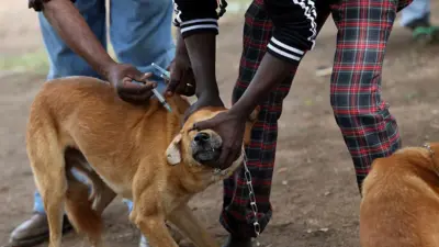 Dog wey dey collect rabies vaccination for Africa