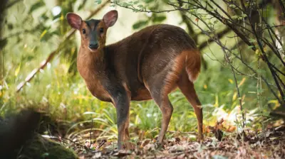 د ځنګله په منځ کې یوه منټجک (Muntjac) هوسۍ ده، چې کمرې ته یې مخ اړولی. شاوخوا یې ګڼ بوټي او شنې ونې دي او د رڼا وړانګې پرې لوېدلې دي.