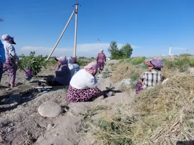 Jaziramada dalada ishlayotgan ayollar