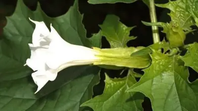 બીબીસી ગુજરાતી, ગુજરાત, બીબીસી, અમદાવાદ, ફૂડ