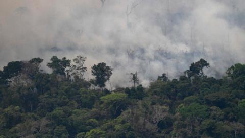 Incendios En El Amazonas: "Daré Mi última Gota De Sangre Por Esta Selva ...