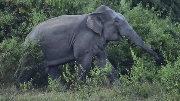 نو دن میں 20 افراد کو موت کے گھاٹ اتارنے والے ہاتھی کی تلاش