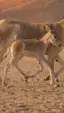 مهر حمار بري في السعودية