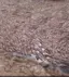 FishDeath