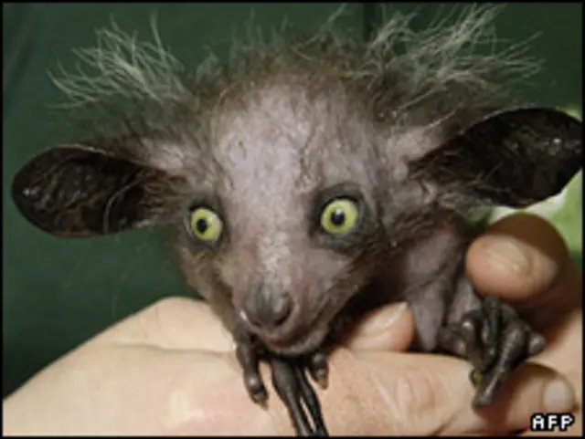 تهدید حیات وحش