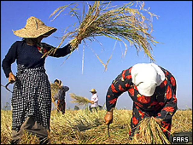 برداشت برنج