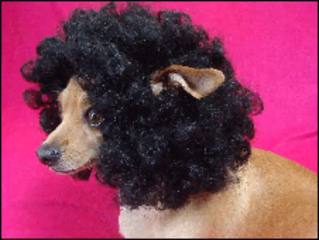 Foto: Total Diva Pets