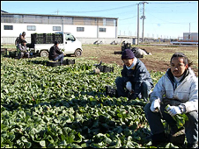 Desempregados do setor de indústria foram trabalhar na agricultura (Foto: Karina Almeida)