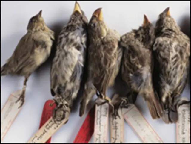 فینچ های داروین