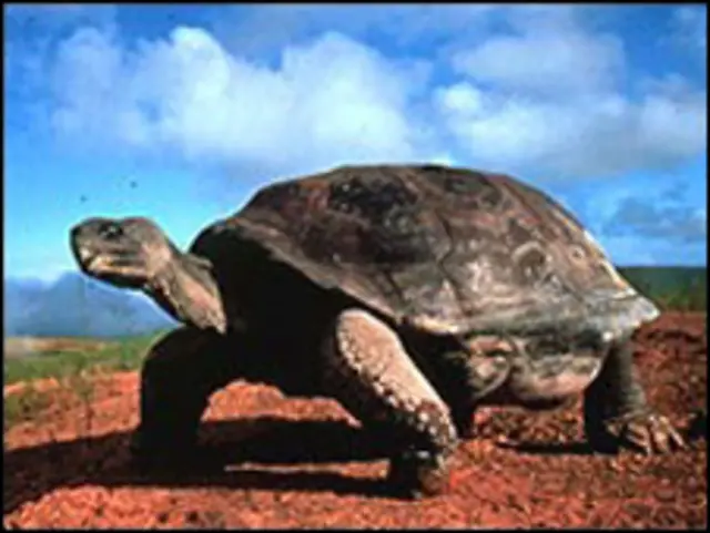 جزایر گالاپاگوس به لاک پشت های عظیمش معروف است