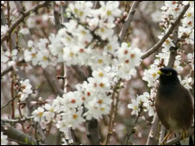 باداموں کا باغ