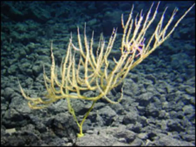 Nova espécie de coral. Foto: Hawaii Deep-Sea Coral Expedition 2007/NOA