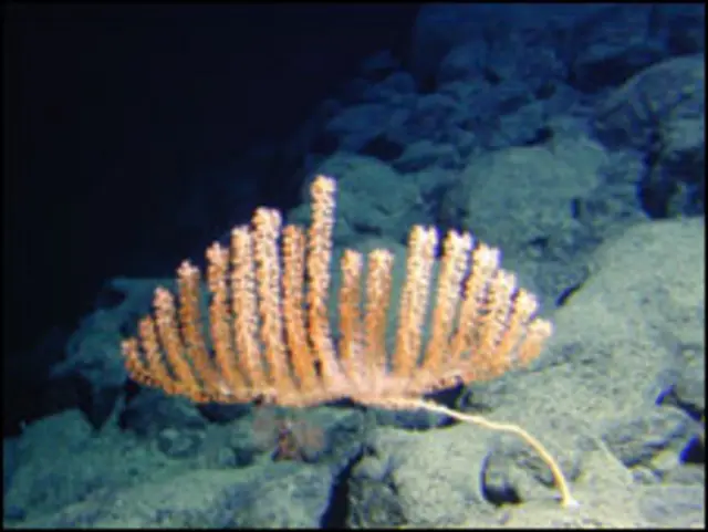 Nova espécie de coral. Foto: Hawaii Deep-Sea Coral Expedition 2007/NOA