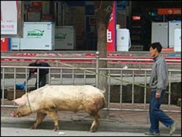 农民在街上赶猪