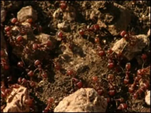 ’سپر اورگینزمز‘ کا باہمی تعلق بہت گہرا ہوتا ہے