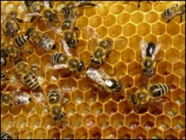 شہد کی مکھیوں کے چھتے میں سب متحد ہو کر کام کرتے ہیں