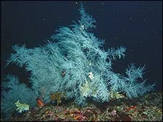 Antipathes subpinnata. Foto: Divulgação