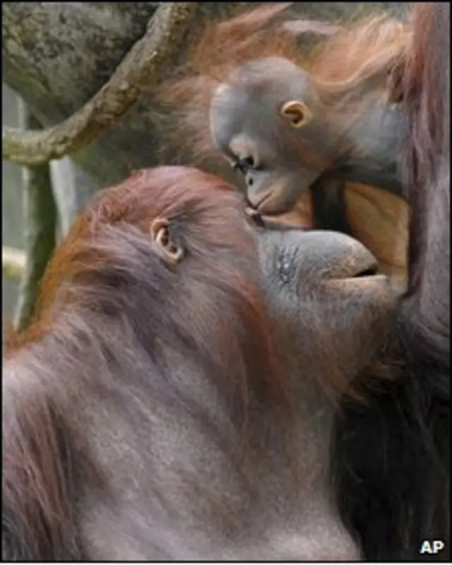 Foto de orangotango em um zôológico americano
