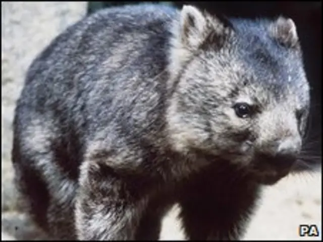 Сучасний вомбат - це маленький звірок