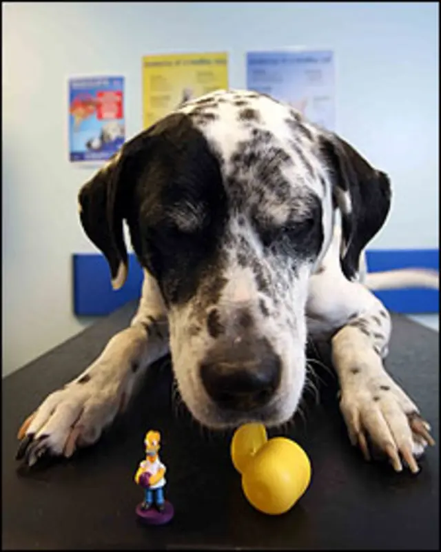 Dixie foi reunida com o boneco depois da cirurgia 