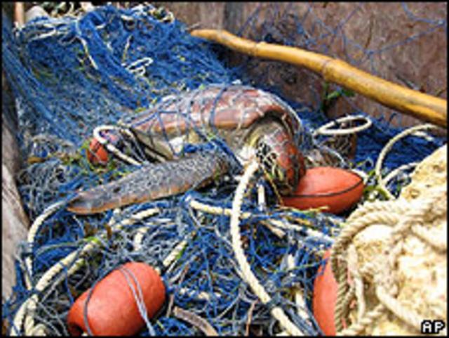 Tartaruga capturada por rede de pesca no litoral do Quênia (arquivo)