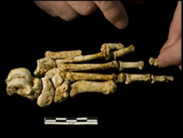 Pié de Hobbit (william Jungers/ARKENAS)